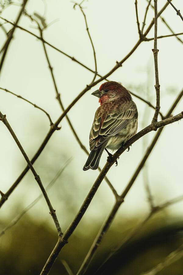 House Finch 3 Photograph by Dodie Ross House Finch 3 Photograph by Dodie Ross