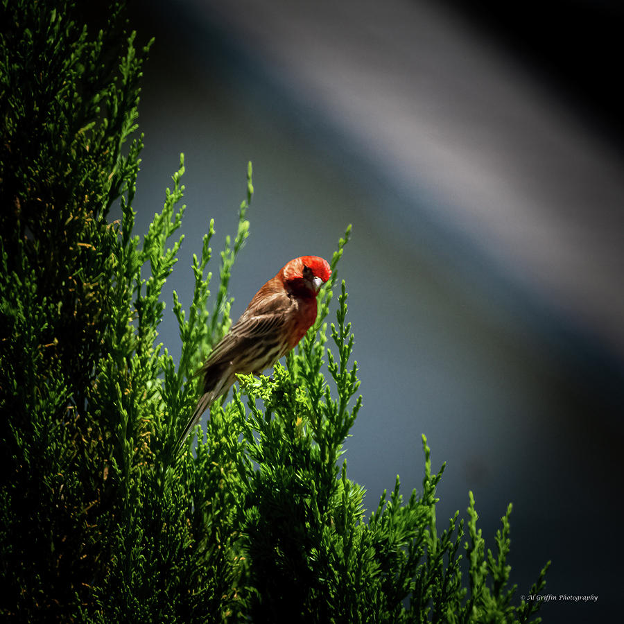 House Finch Photograph by Al Griffin
