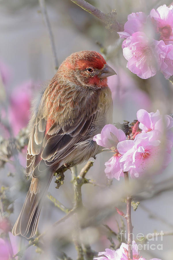 House Finch and Cherry Blossoms Photograph by Nancy Gleason