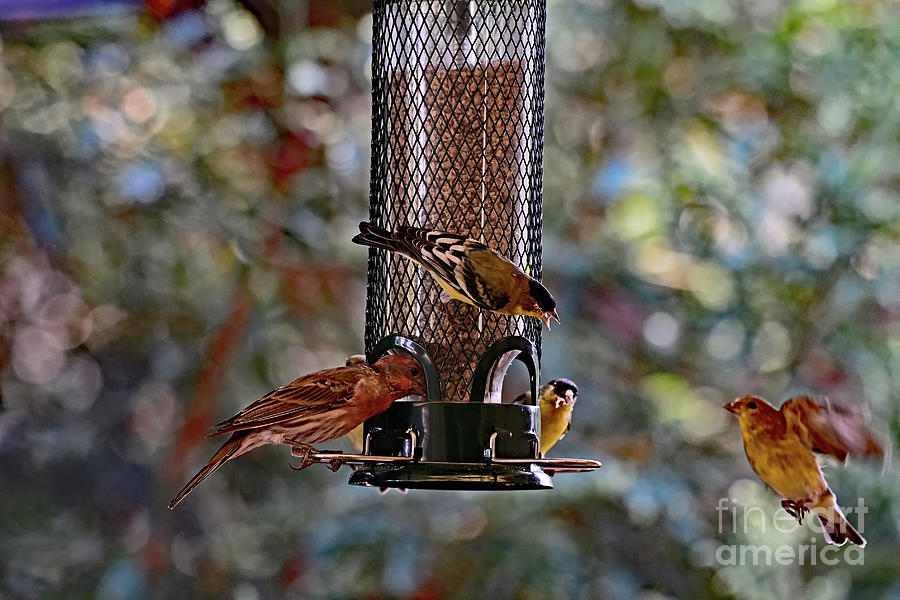 House Finch And Lesser Goldfinch Photograph