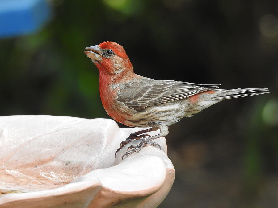 House Finch Photograph by Betty-Anne McDonald