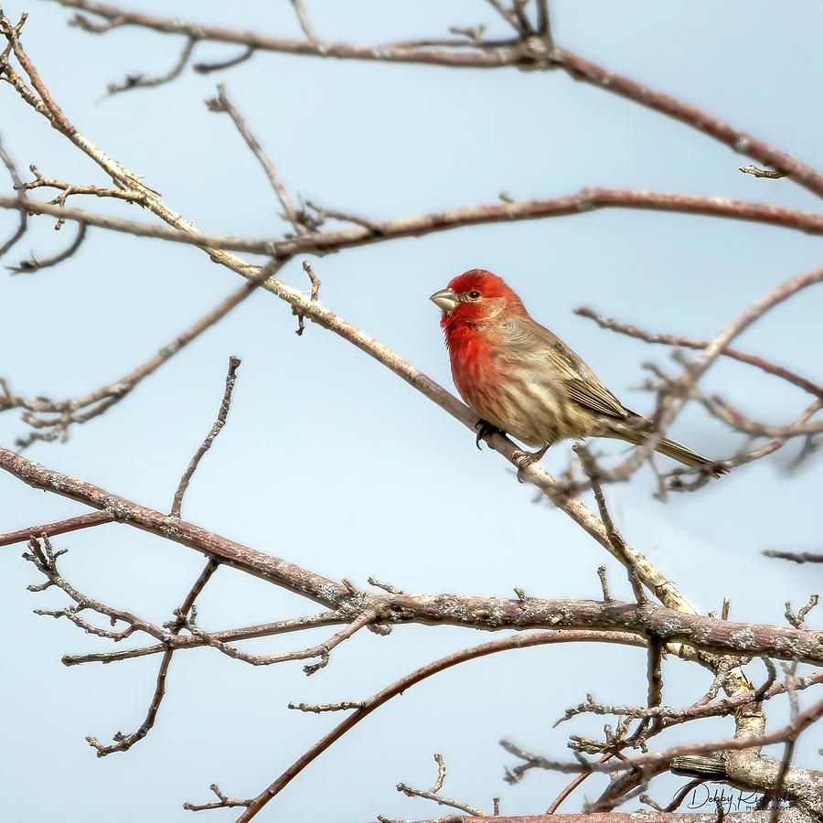 House Finch Photograph by Debby Richards