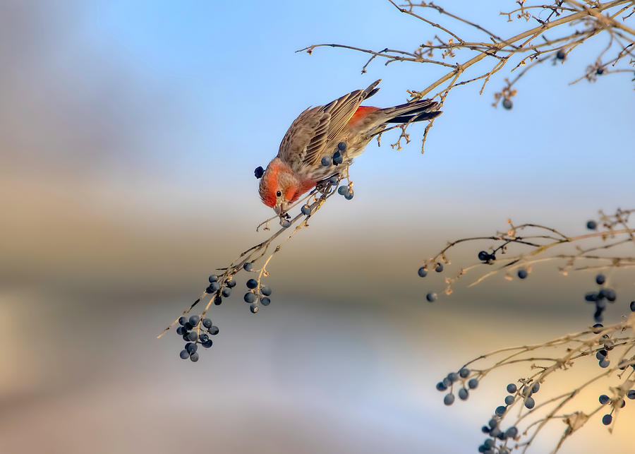 House Finch Eating Berries Photograph by Ron Grafe