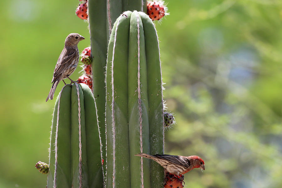 House Finch eating Cactus Fruit 2 Photograph by Dawn Richards