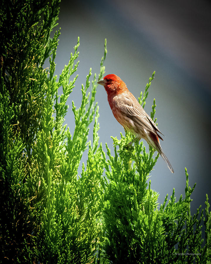 House Finch II Photograph by Al Griffin