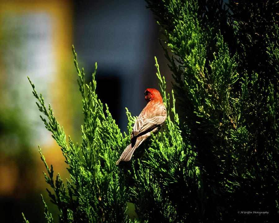House Finch III Photograph by Al Griffin