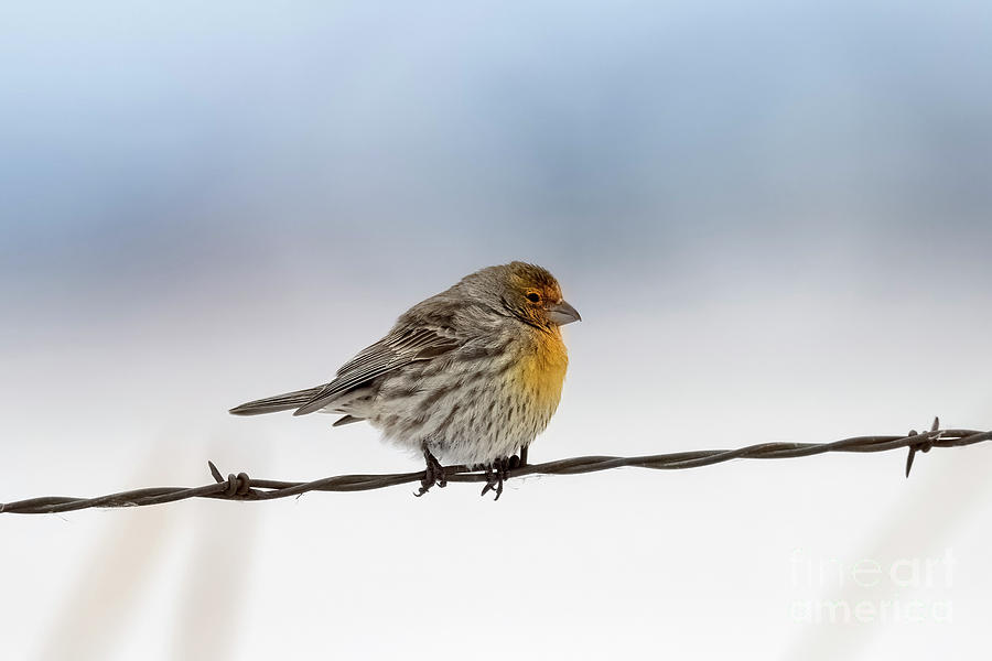 Finch Photograph - House Finch in Gold by Michael Dawson