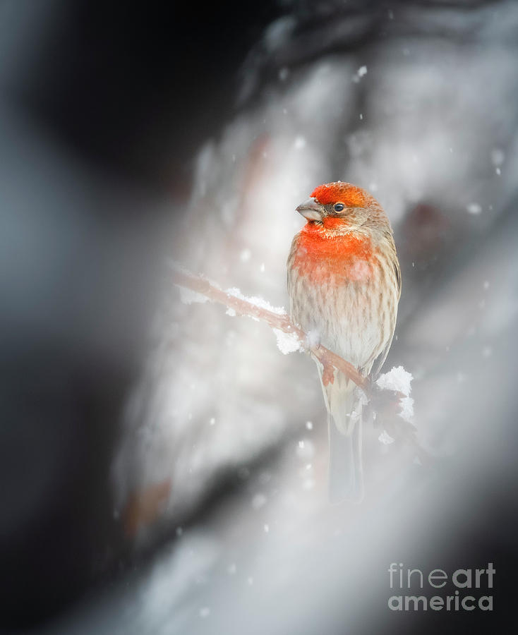 House Finch in snow Photograph by Jami Bollschweiler