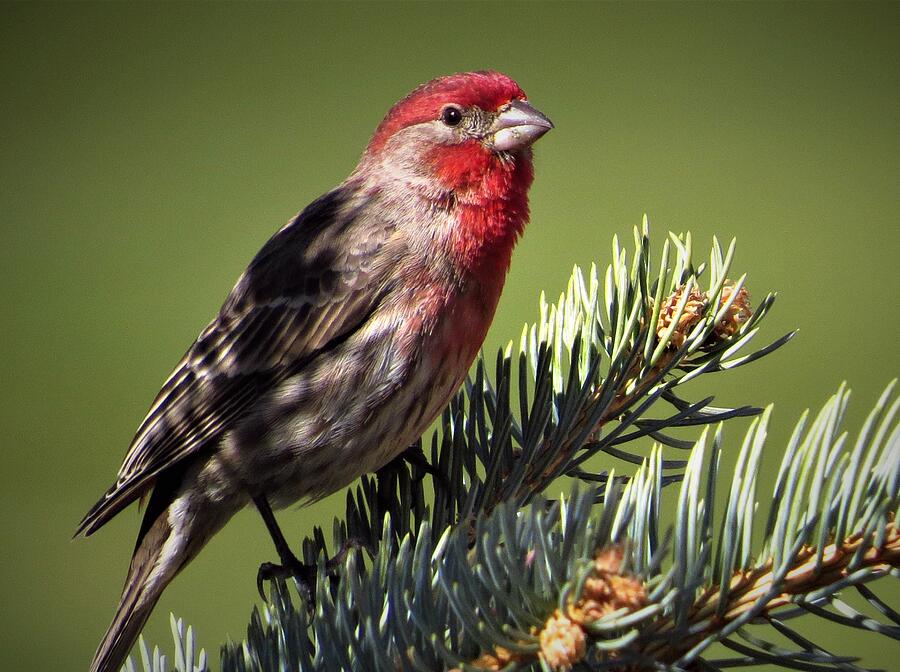 House Finch in the Shadows Photograph by Lori Frisch