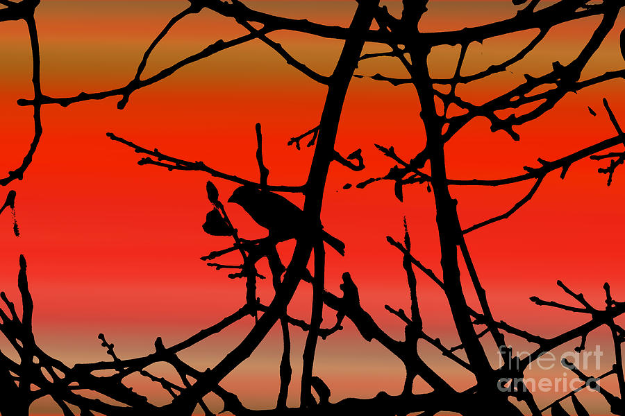 House Finch In Tree Silhouette on Tuscan Sunset Photograph by Colleen Cornelius