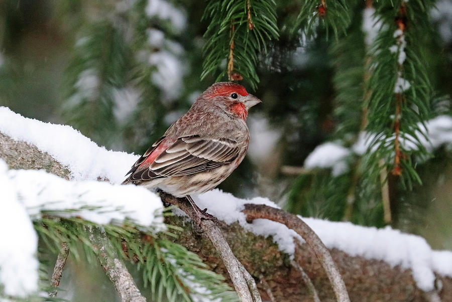 House Finch In Winter Photograph