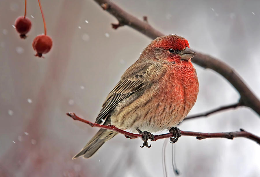 House Finch in winter III Digital Art by Jerry Dalrymple House Finch in winter III Digital Art by Jerry Dalrymple