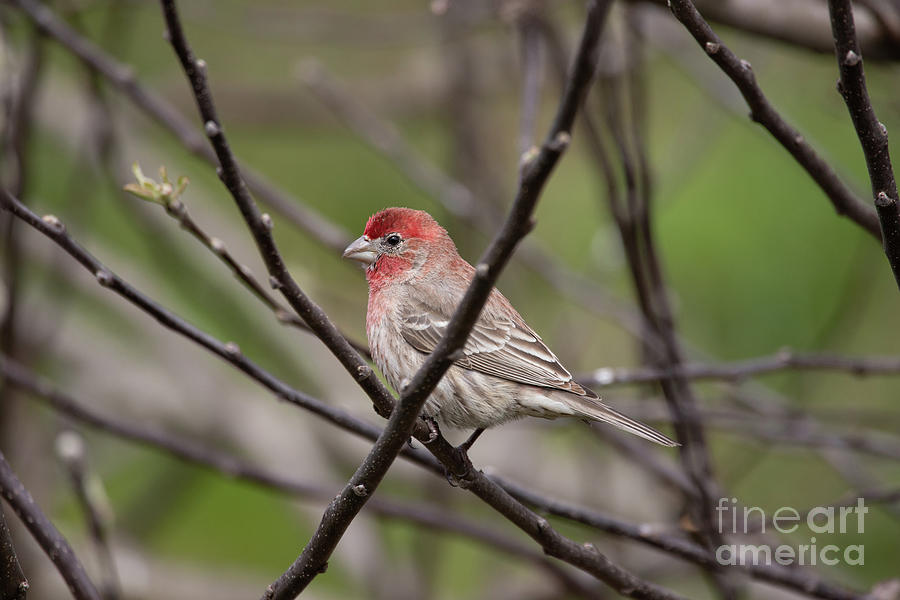 House Finch Photograph by Jeannette Hunt