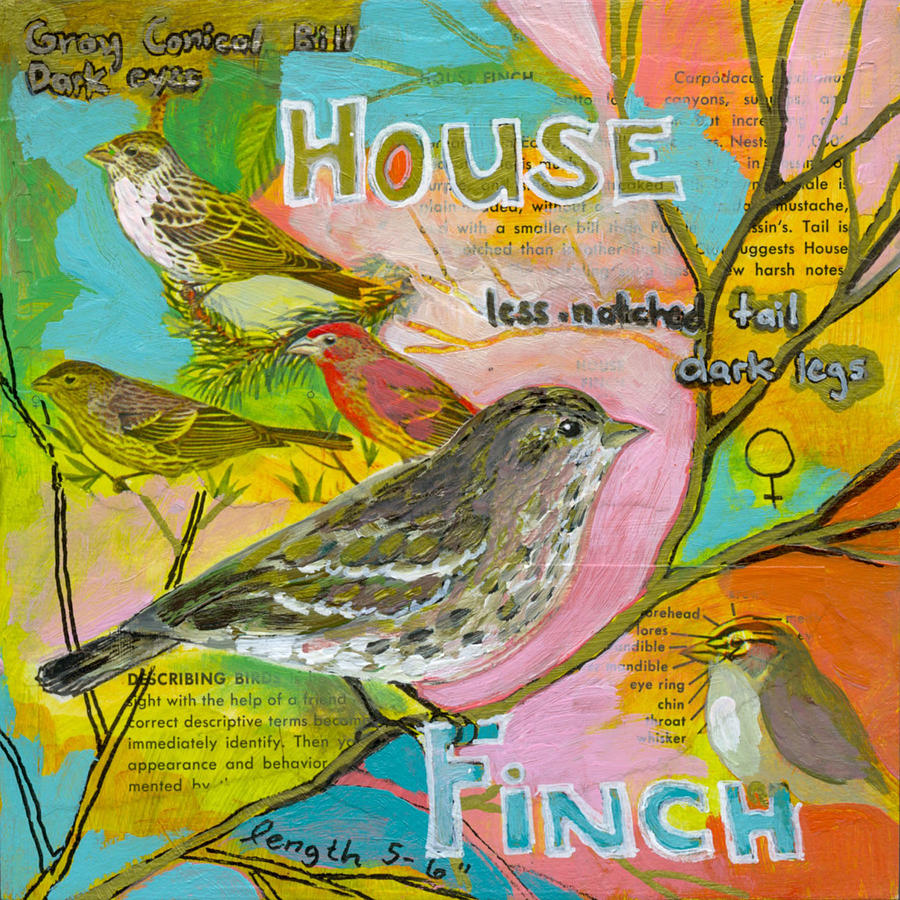 House Finch Mixed Media