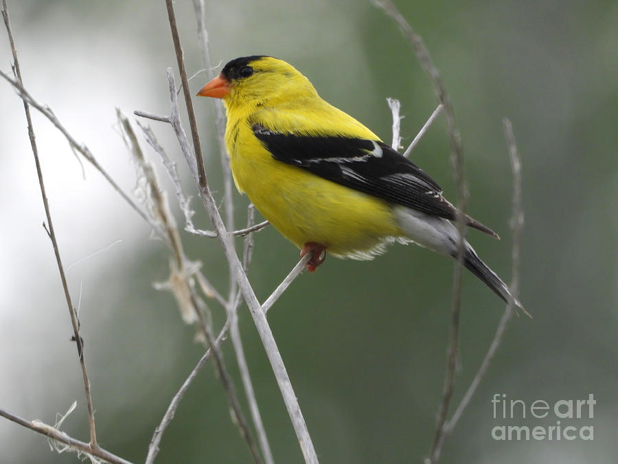  Goldfinch July 20, 2022 Photograph by Sheila Lee