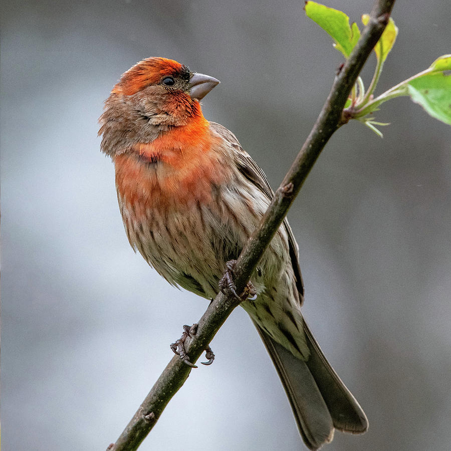 House finch Photograph by Ken Stampfer