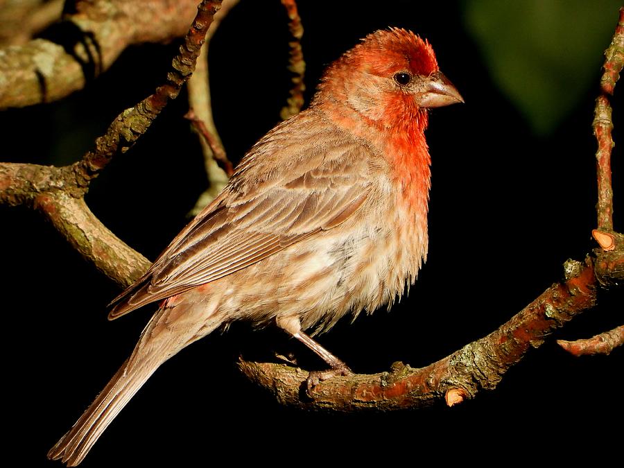 House Finch Photograph by Living Color Photography Lorraine Lynch