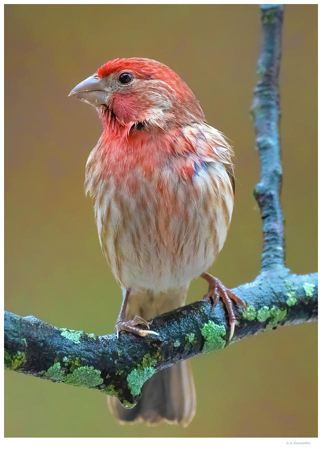 House Finch, Male Photograph By A Macarthur Gurmankin - Fine Art America