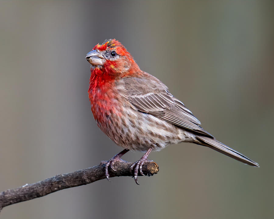 House Finch Male Photograph by Larry Maras House Finch Male Photograph by Larry Maras