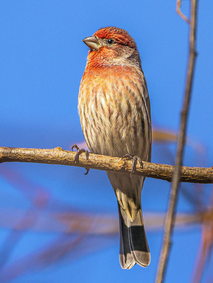 House Finch Photograph by Mark Mille