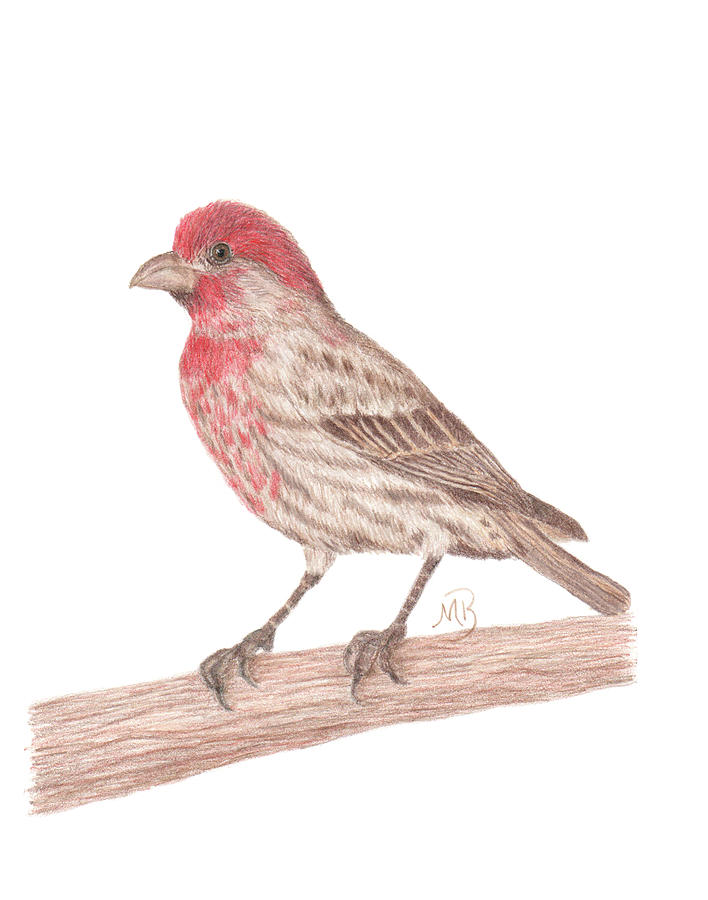 House Finch Painting by Monica Burnette