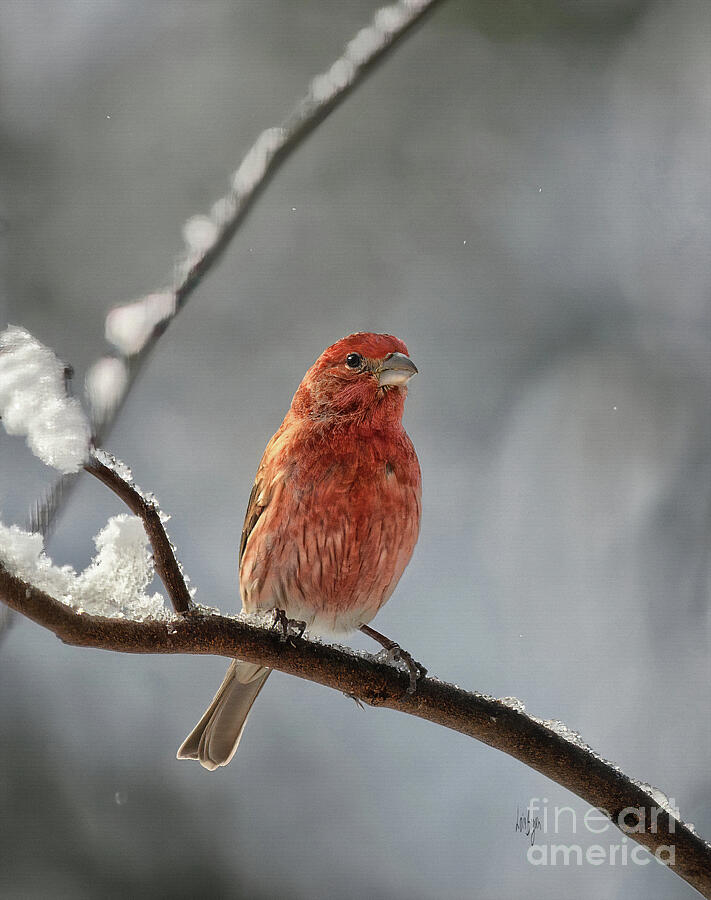 House Finch On A Snowy Morning Photograph by Lois Bryan