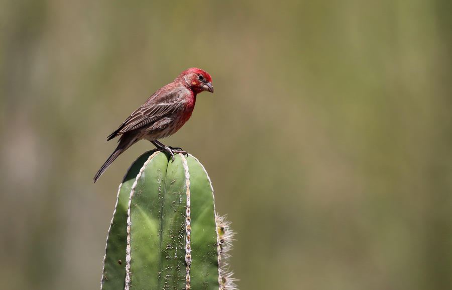 House Finch on  Cactus 1 Photograph by Dawn Richards
