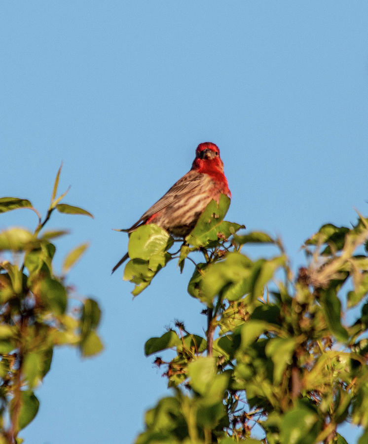 House Finch on top of  Tree Photograph by Bill Rogers