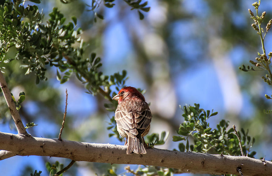 House Finch on Tree Branch 1 Photograph by Dawn Richards
