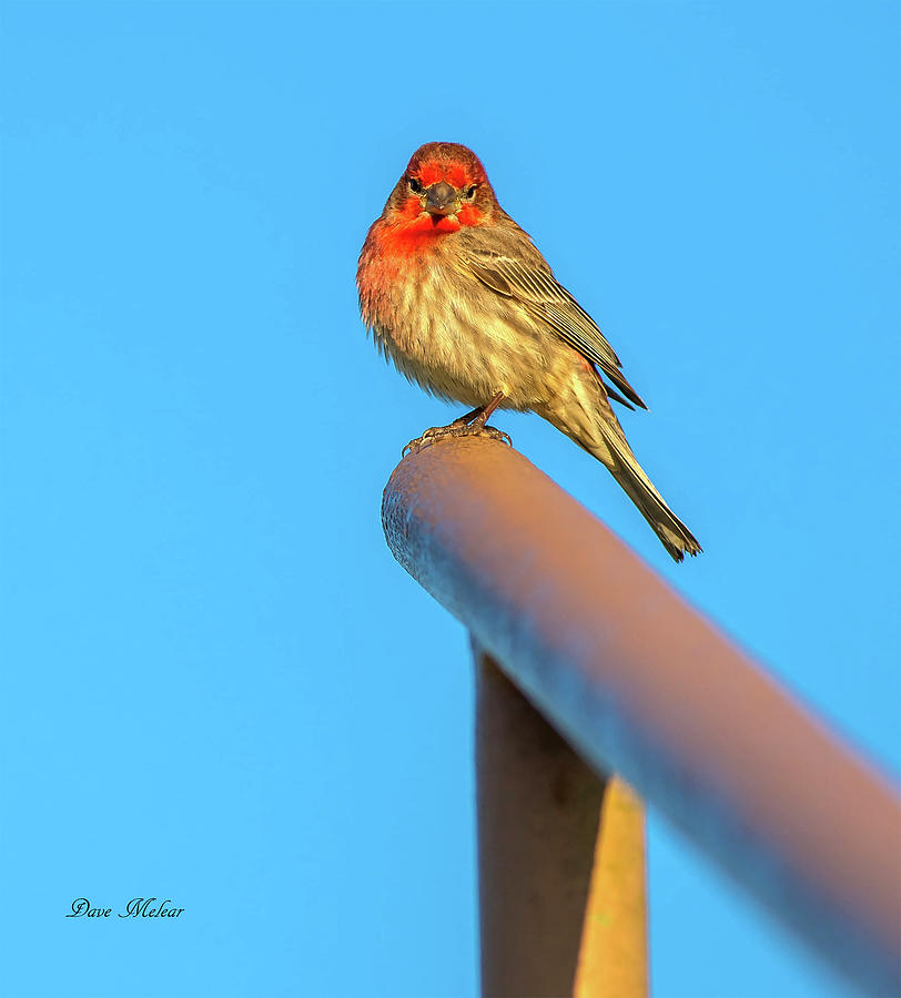 House Finch One Photograph by Dave Melear