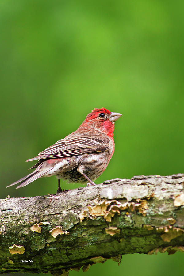House Finch Perched Photograph by Christina Rollo