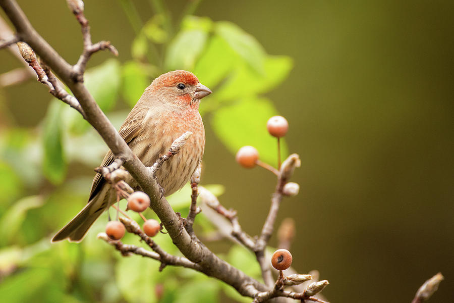 House Finch Perched  Photograph by Mike Fusaro