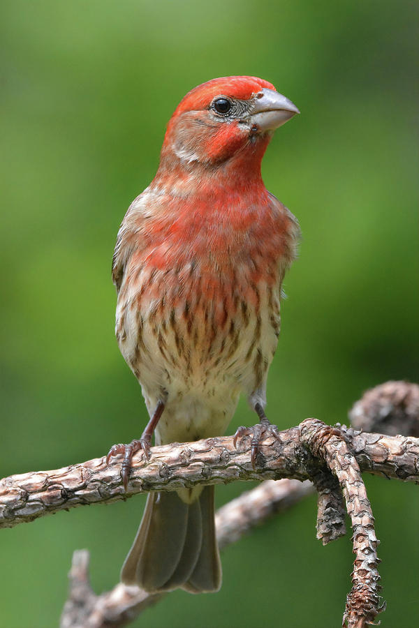 House Finch Portrait Photograph by Jerry Griffin