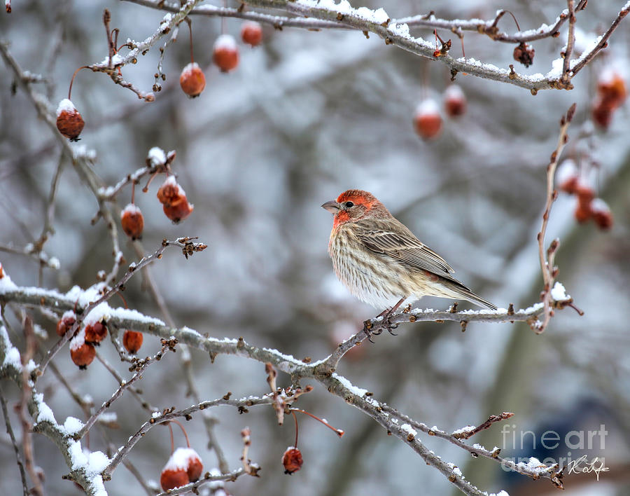 Nature Photograph - House Finch by Rosanna Life