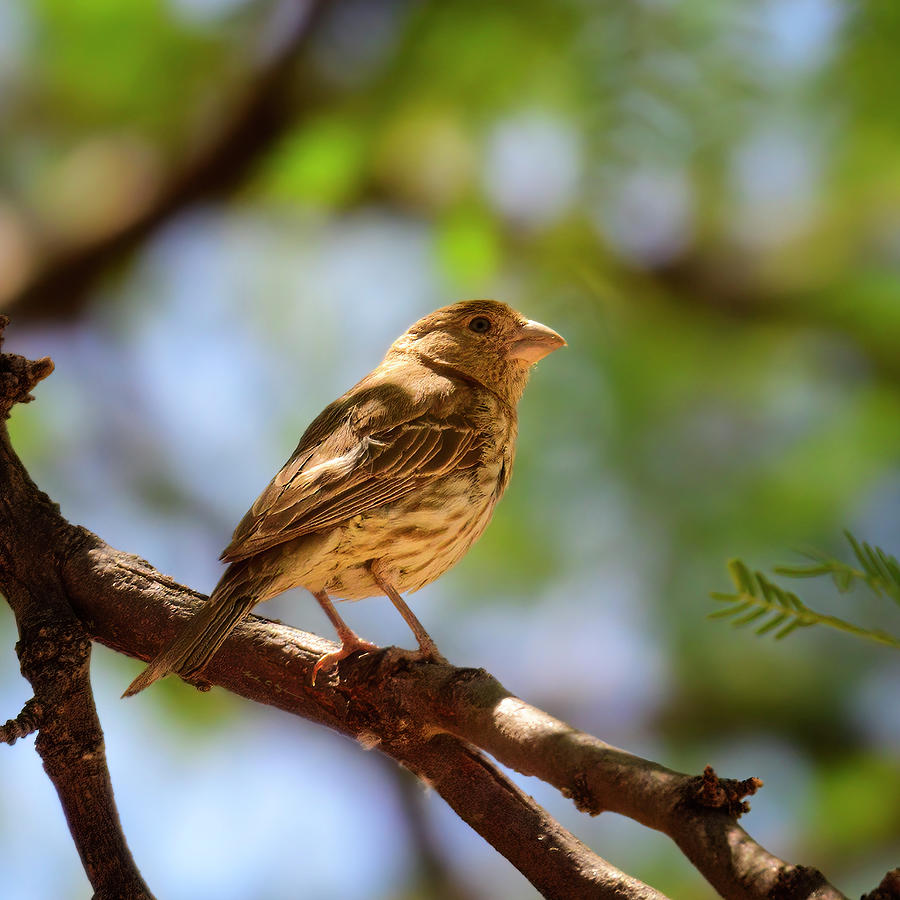 House Finch S113800 Photograph