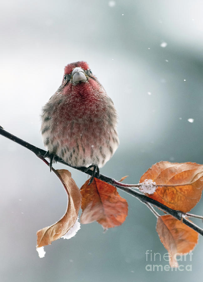 House Finch Photograph by Shannon Carson