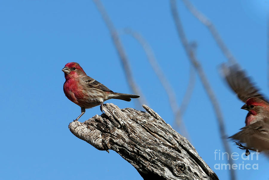 House Finch Sharing a Perch Photograph by Sandra Js