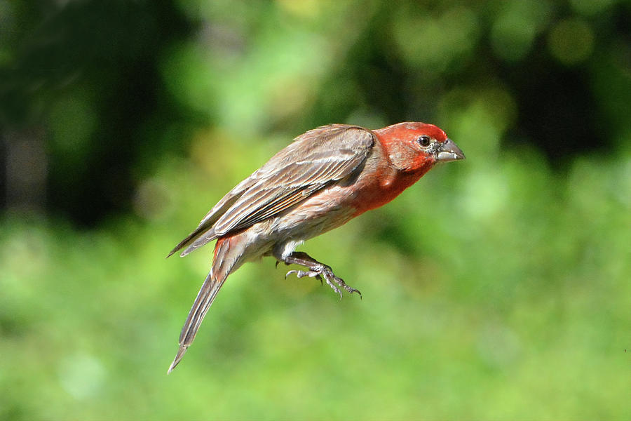 House Finch Tail Down Flight Photograph by Jerry Griffin