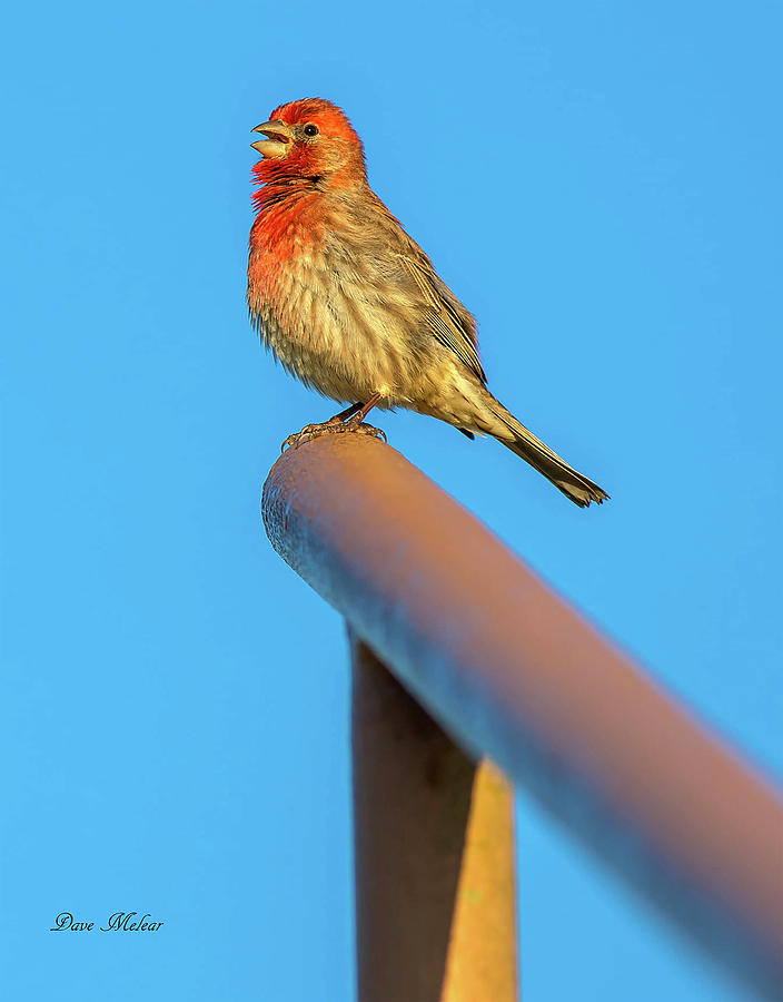 House Finch Three Photograph by Dave Melear