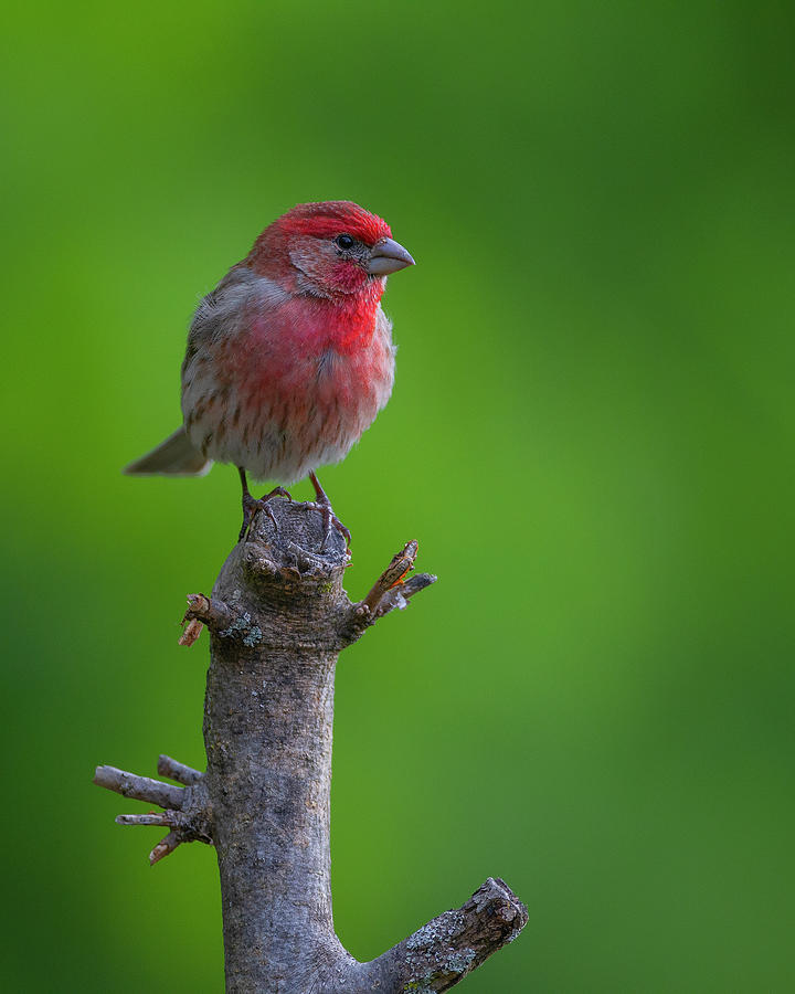 House Finch Photograph by Timothy McIntyre