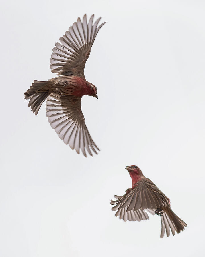 Finch Photograph - House Finch Tussle by James Barber