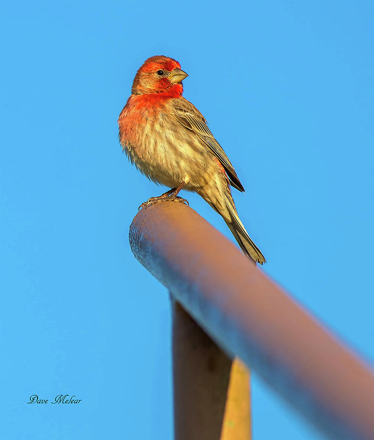 House Finch Two Photograph by Dave Melear