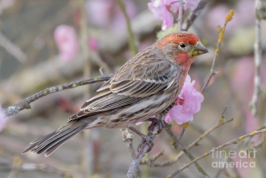 House Finch Visitor in Cherry Tree Photograph by Nancy Gleason