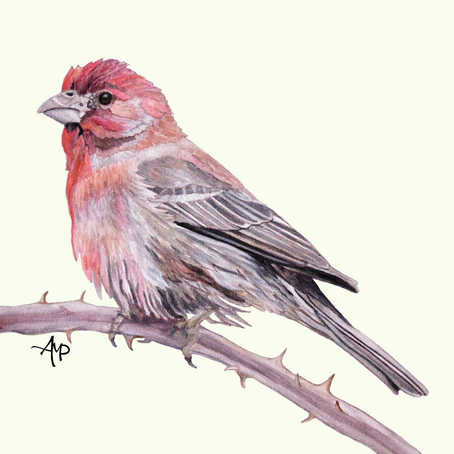House Finch Watercolor Painting by Angeles M Pomata
