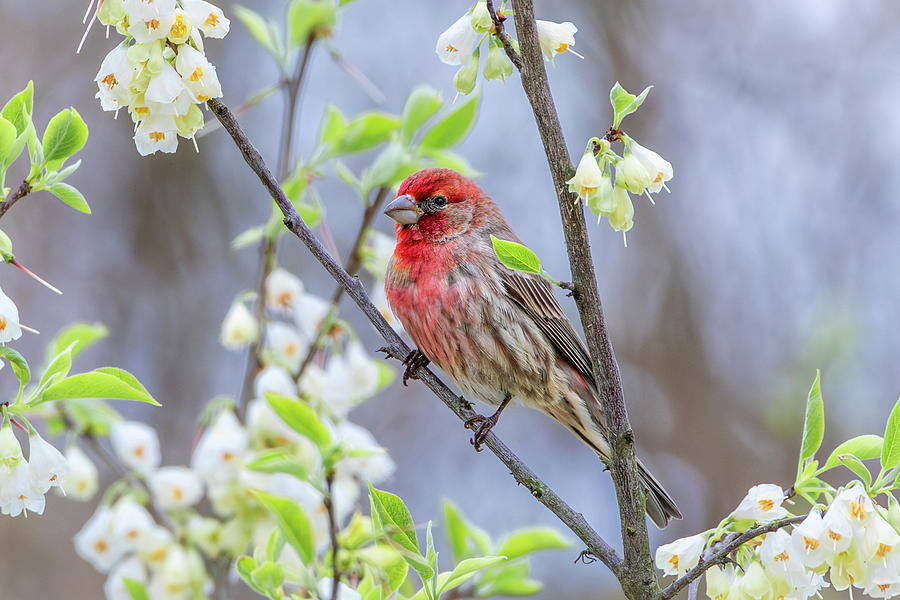 Finch Photograph - House Finch with Carolina Silverbells by Rachel Morrison