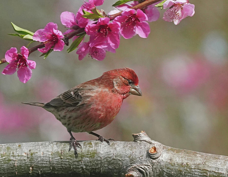 House Finch with Peach Blossoms Photograph by Dennis Cox Photo Explorer
