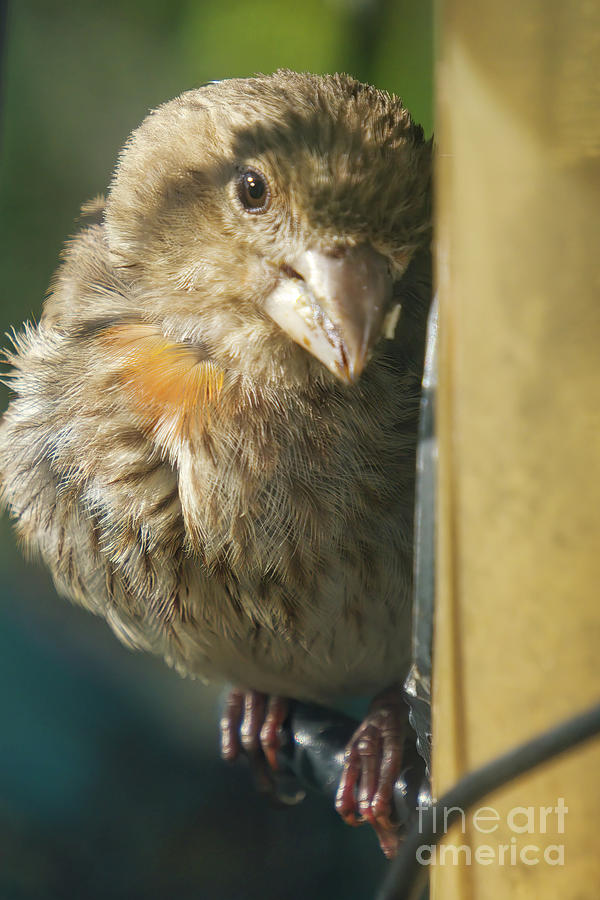 House Finch With Unusual Yellow Chest Photograph by Charline Xia