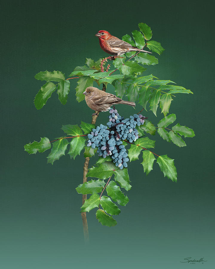 House Finches and Grapeholly Digital Art by M Spadecaller