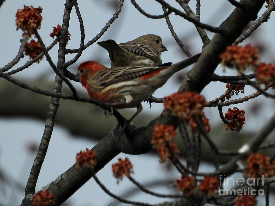 House Finches April 7, 2022 Photograph By Sheila Lee - Fine Art America