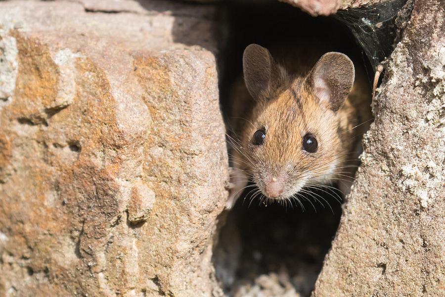 House mouse (Mus musculus) looking out of a hole in stone wall, Germany Photograph by Wilfried Martin